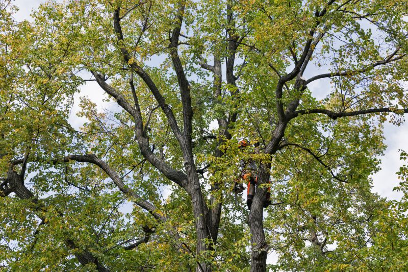 Canopy Pruning in Allentown, PA
