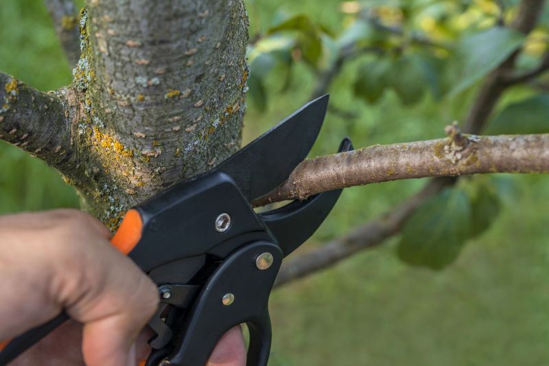 Residential Tree Pruning