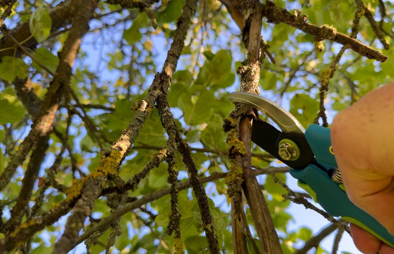 Residential Tree Pruning