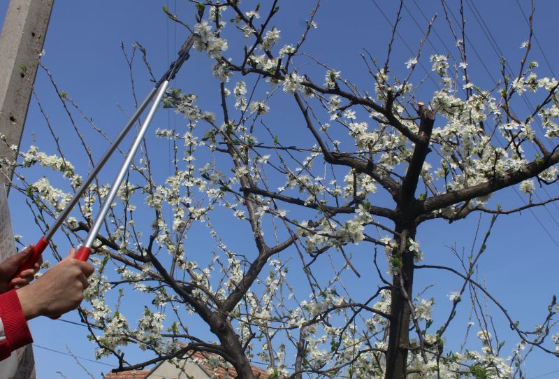 Bradford Pear Tree Pruning in Aiken, SC