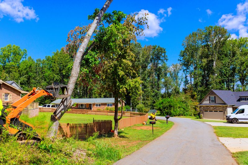 Residential Tree Pruning