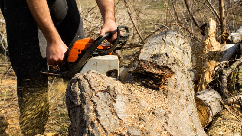 Cypress Tree Removal in Aiken, SC