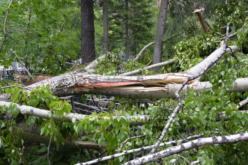 Fallen Tree Removal in Reno, NV