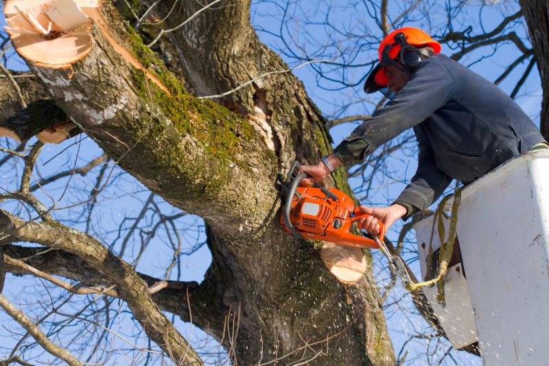 Maple Tree Removal in Bucks County, PA