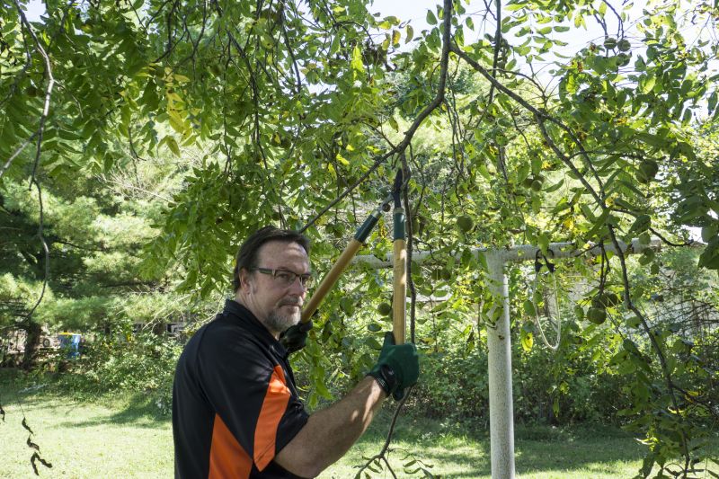 Products For Residential Tree Prunings in use