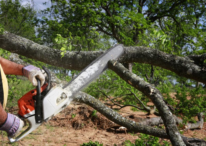 Residential Tree Pruning