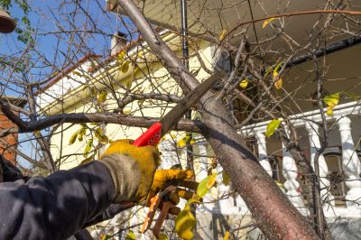 Residential Tree Pruning