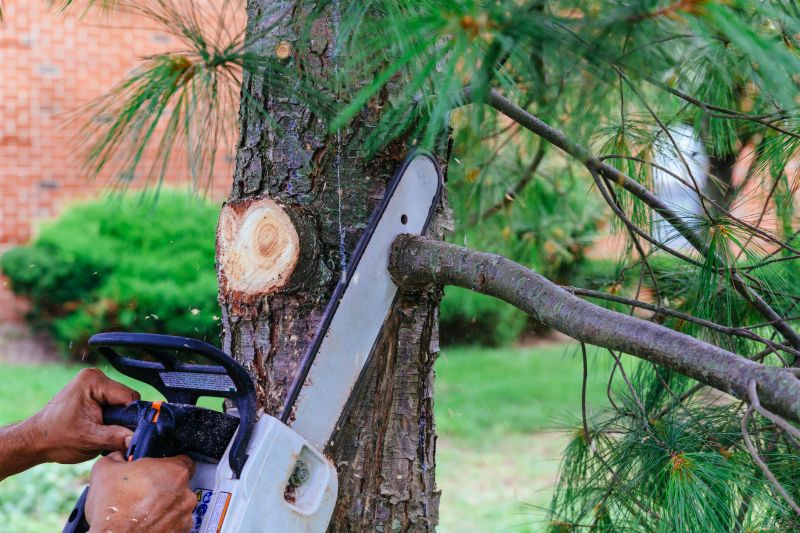 Residential Tree Pruning