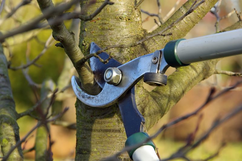 Residential Tree Pruning