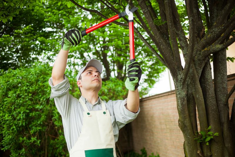 Residential Tree Pruning