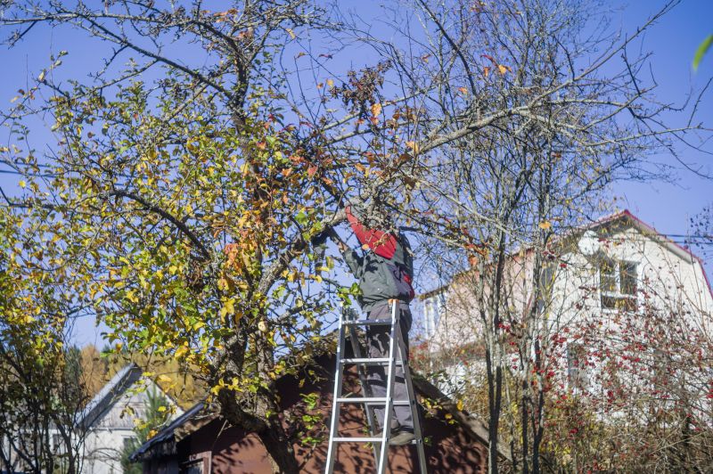 Residential Tree Pruning