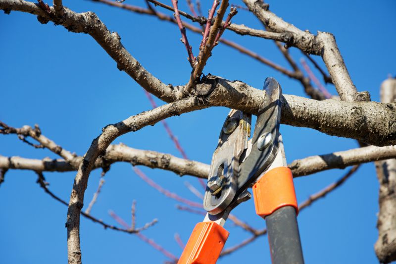Residential Tree Pruning