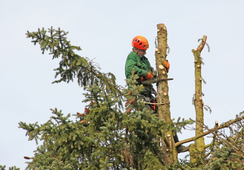 Contractor Working on a Tree
