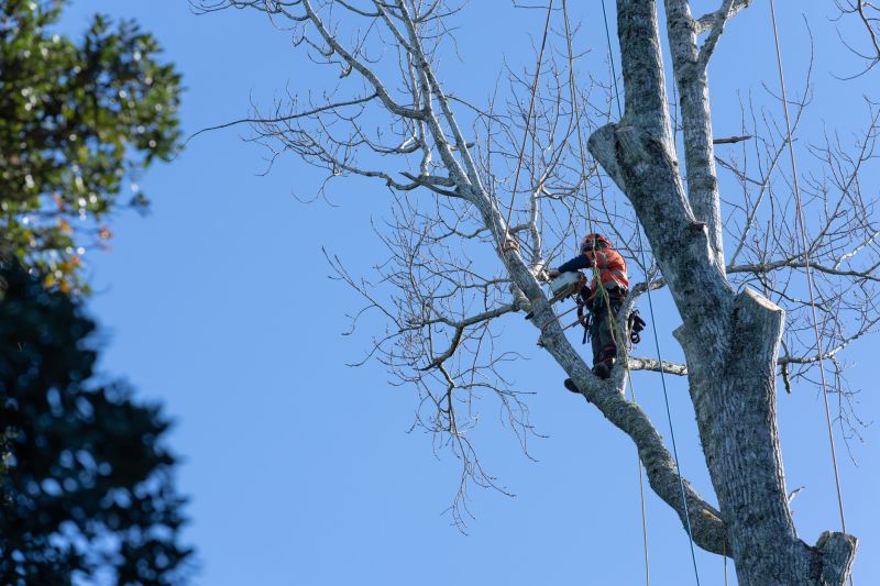 Tree Pruning in a Backyard