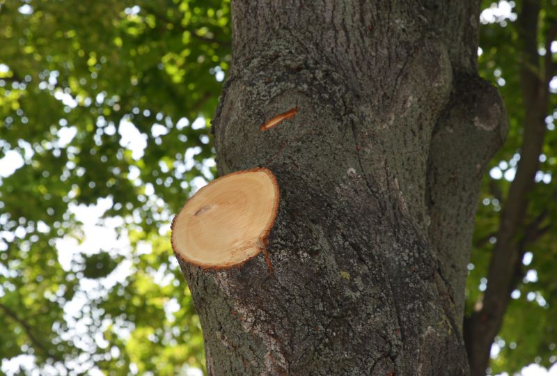 Tree Canopy Thinning in Allentown, PA