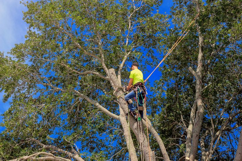 Climbing Tree Trimming