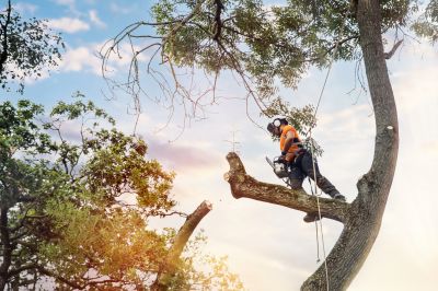 Arborist Climbing