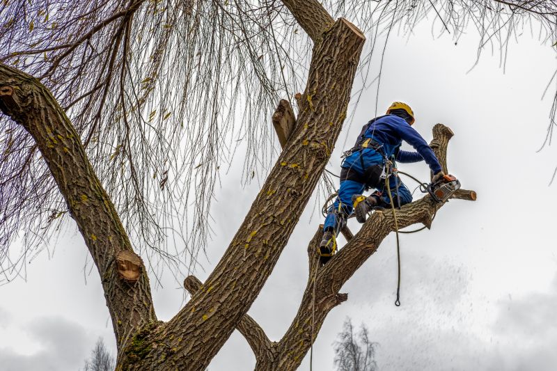 Tree Maintenance Tools