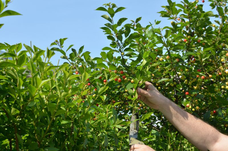 Pruning for Health