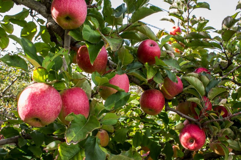 Fruit Tree Pruning - Residential Tree Pruning Dayton, Ohio