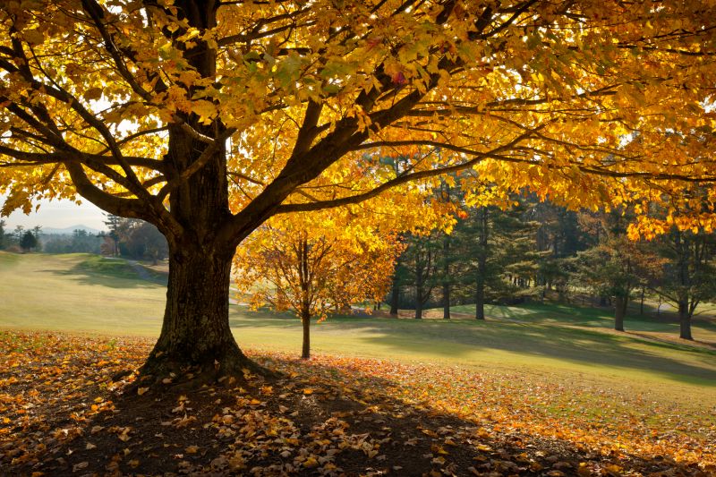Maple Tree Pruning - Residential Tree Pruning Dayton, Ohio