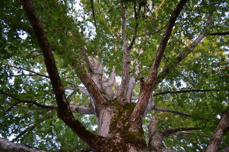 Oak Tree Pruning - Residential Tree Pruning Dayton, Ohio