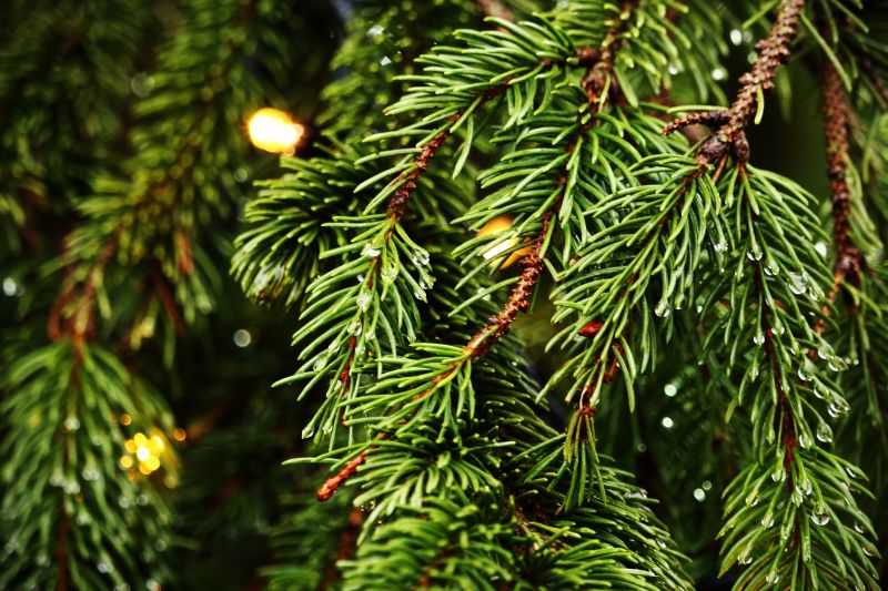 Pine Tree Pruning - Residential Tree Pruning Dayton, Ohio